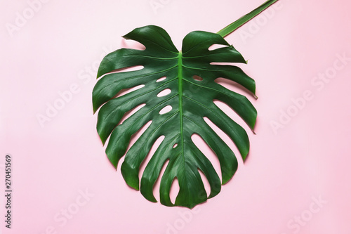 Green fresh monstera leaf on color background, top view. Tropical plant