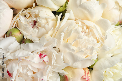 Fragrant peonies as background, closeup view. Beautiful spring flowers