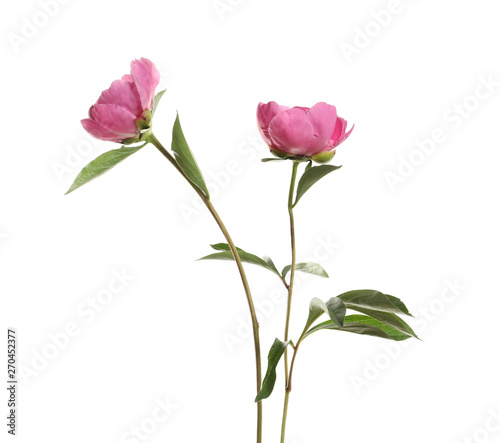 Fragrant peonies on white background. Beautiful spring flowers