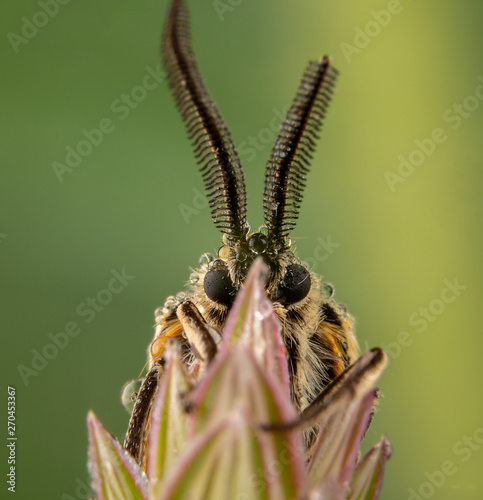 Spiris striata. Arctiinae Male moth posing on green leaf with big antennae photo