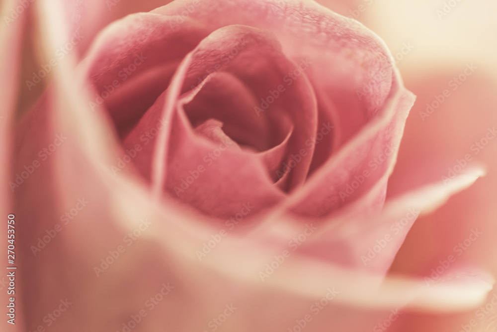 Beautiful pink Rose close up, soft focus Beautiful pink Rose close up, soft focus