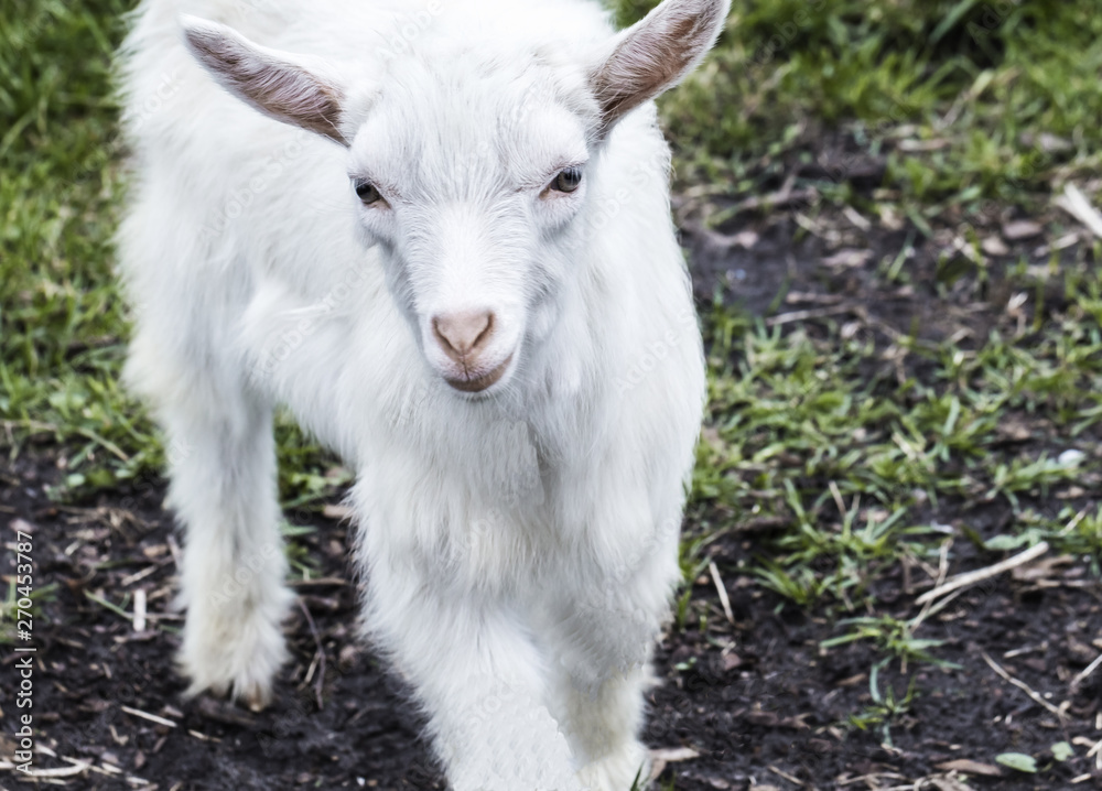 Portrait of a cute  little white goat closeup