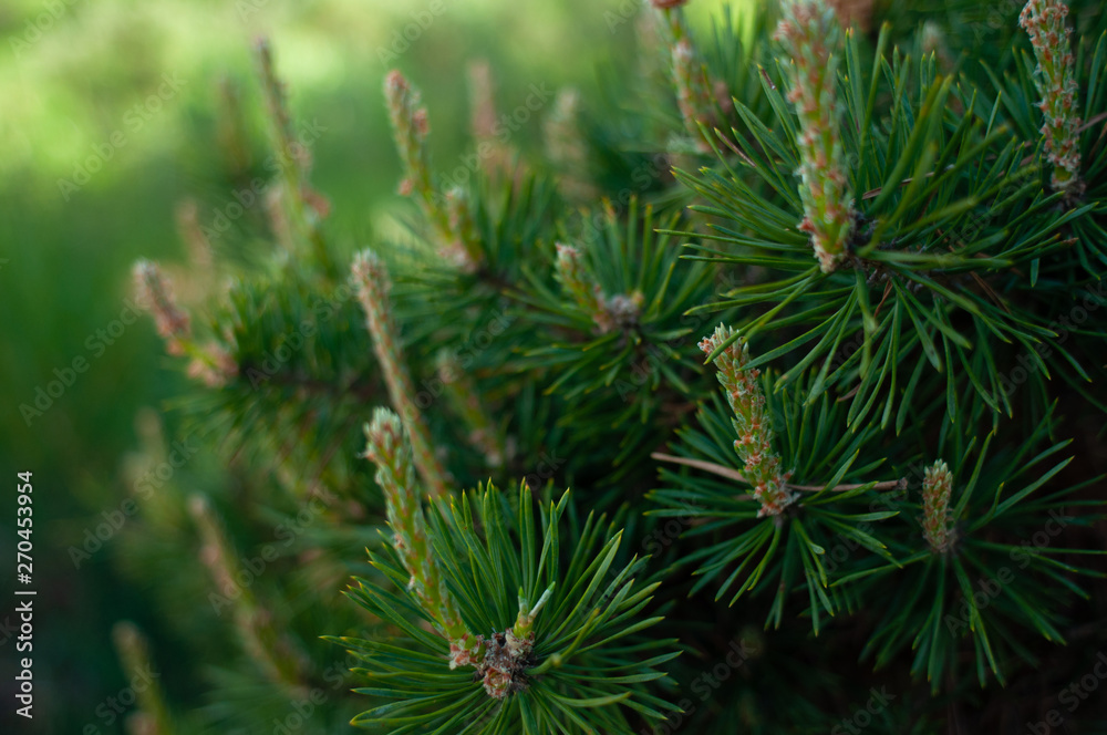 Closeup photo of green needle pine tree with vintage photo effect of picture. Small pine cones at the end of branches. Blurred background