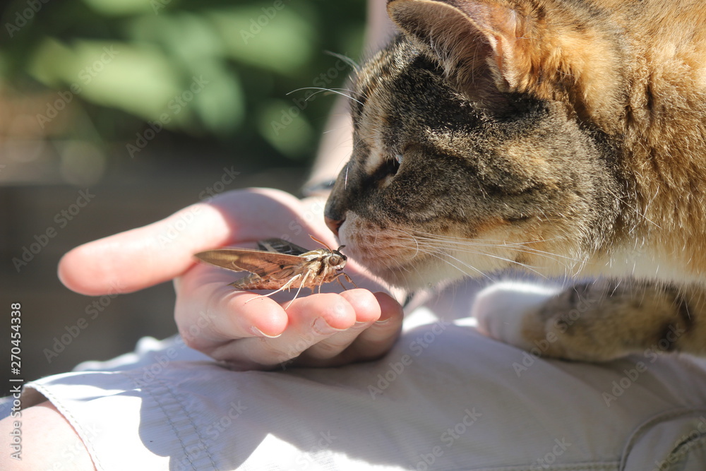 cat and moth with human