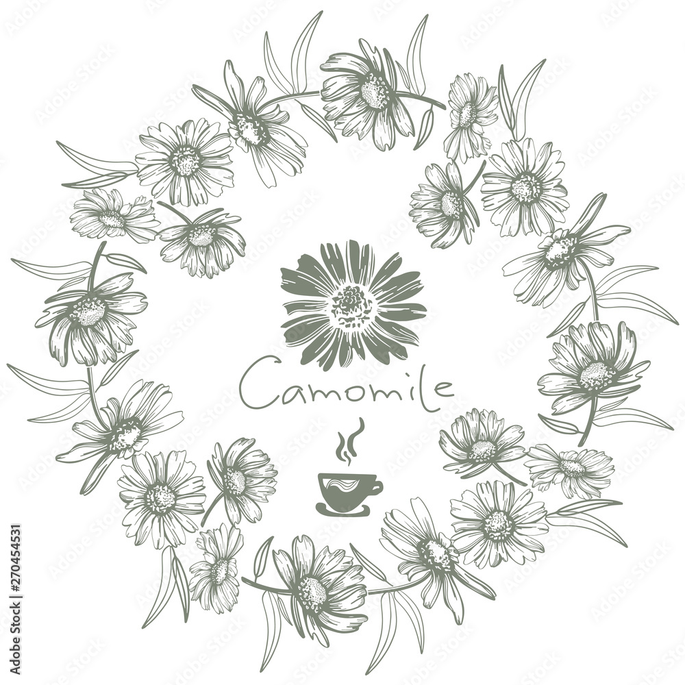 Hand drawn camomile flowers vector illustration