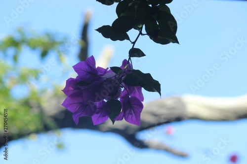 dramatic purple flowers