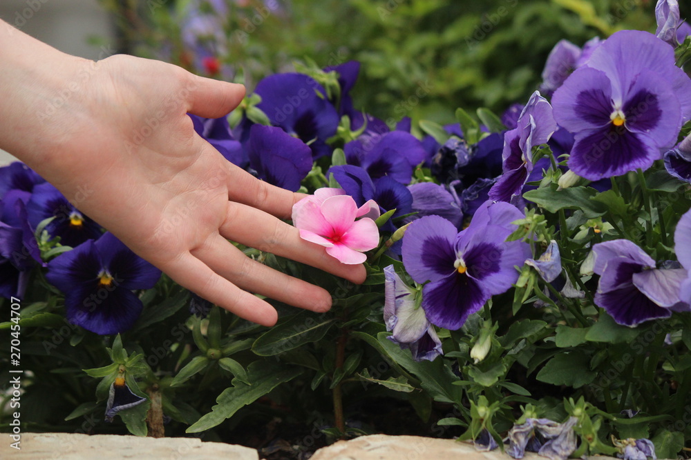 woman hands with flowers in the garden