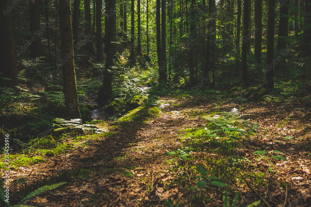 Path through the sunny Forest in the bavarian forest with much trees and leaf Path through the sunny Forest in the bavarian forest with much trees and leaf
