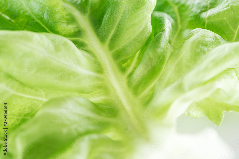 close up view of fresh natural green lettuce leaf