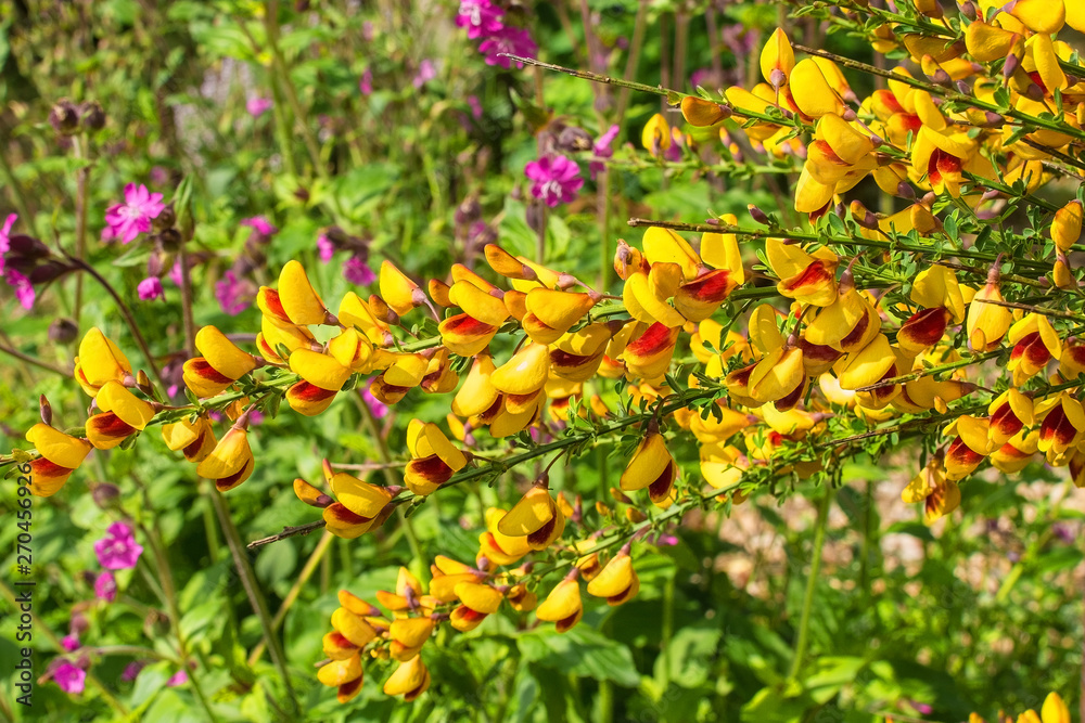 Yellow and red flowers on a Cytisus Scoparius, a perennial leguminous shrub also known as Common Broom, Scotch Broom and English Broom Yellow and red flowers on a Cytisus Scoparius, a perennial leguminous shrub also known as Common Broom, Scotch Broom and English Broom