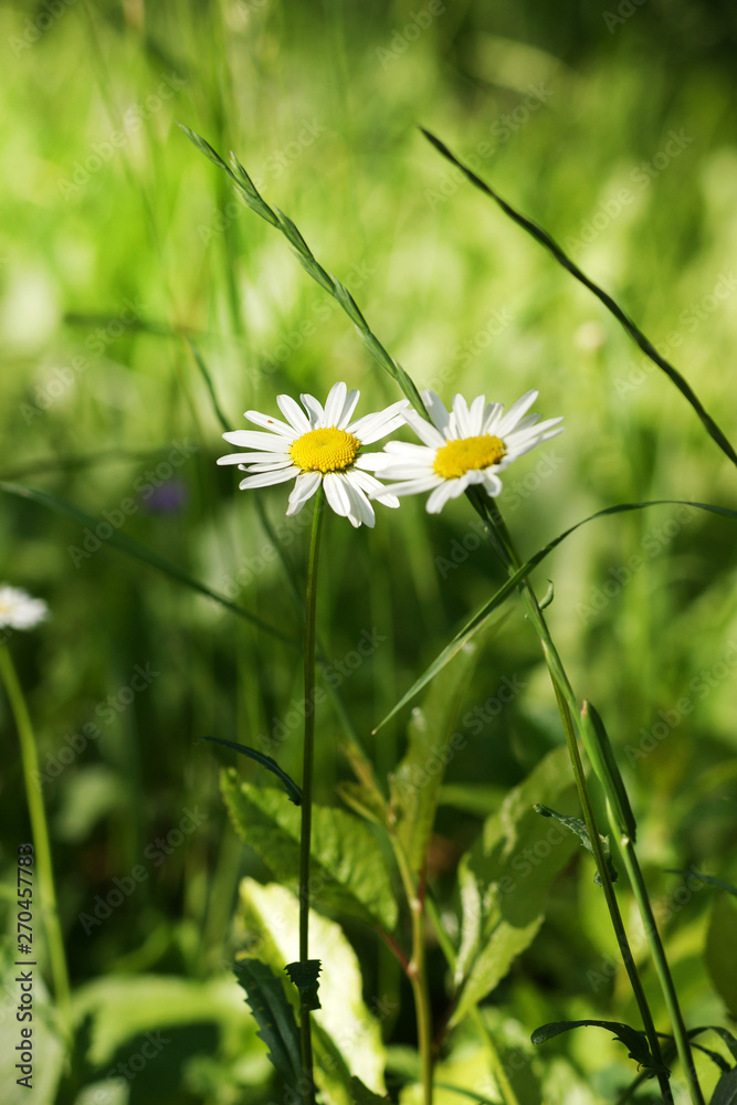 Daisies Daisies