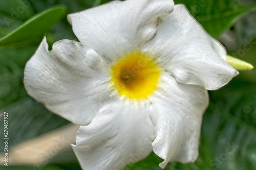 Beautiful white and yellow flower in full bloom