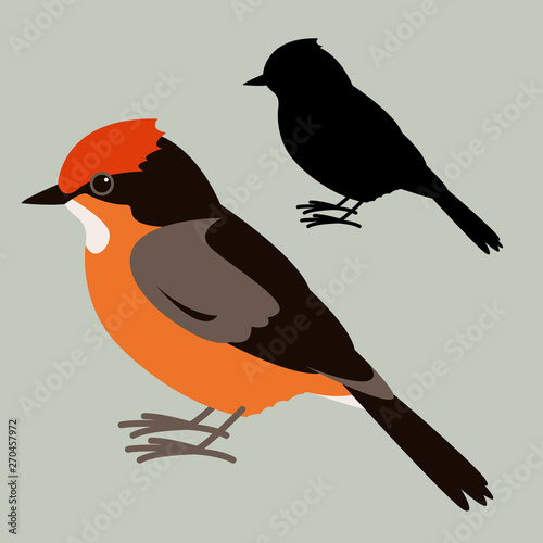  Vermilion Flycatcher, vector illustration,flat style,black silhouette