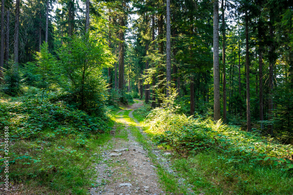 Fototapeta premium Path through the forest in the bavarian forest with green trees