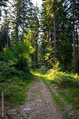 Path through the forest in the bavarian forest with green trees
