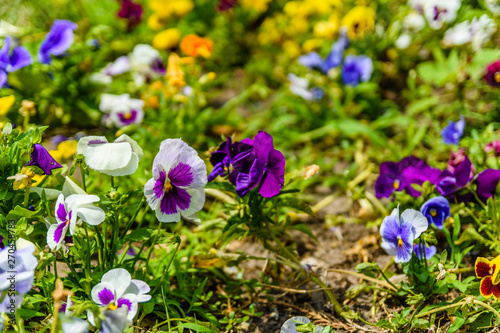 Different viola flowers on flowerbed in a garden