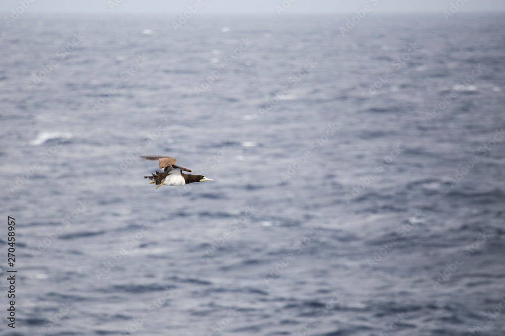 Bird flying over Caribbean sea Grenadines Bird flying over Caribbean sea Grenadines