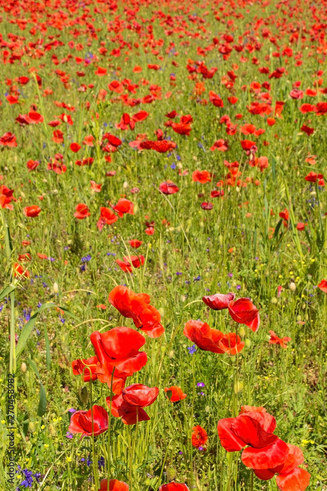 Fototapeta premium Wild red poppies growing in a fallow field in north east Italy.