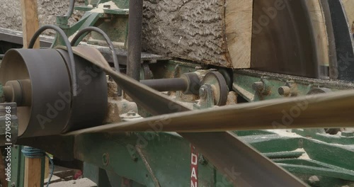 Fast spinning sawblade with belt-drive, large tree is being sawed