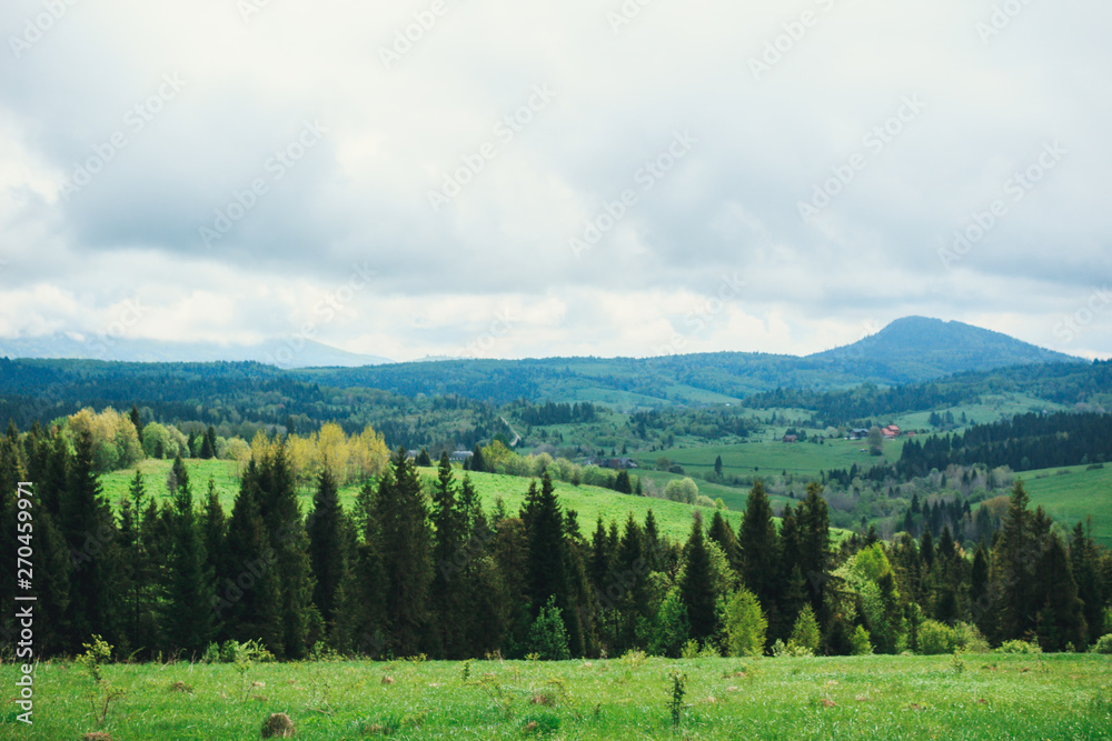 Fototapeta premium The mountains are covered with forest, after rain