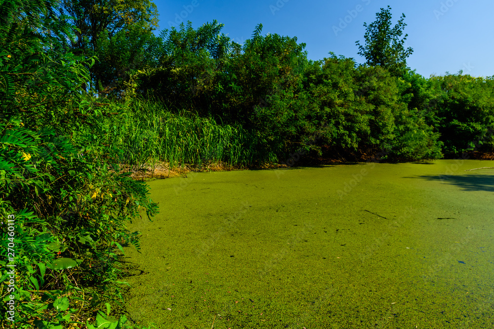 Green duckweed on a surface of the swamp in forest