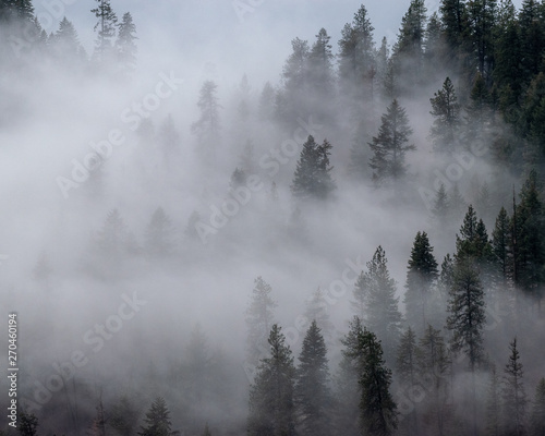 forest in the fog - 2 of 3 © Jacob