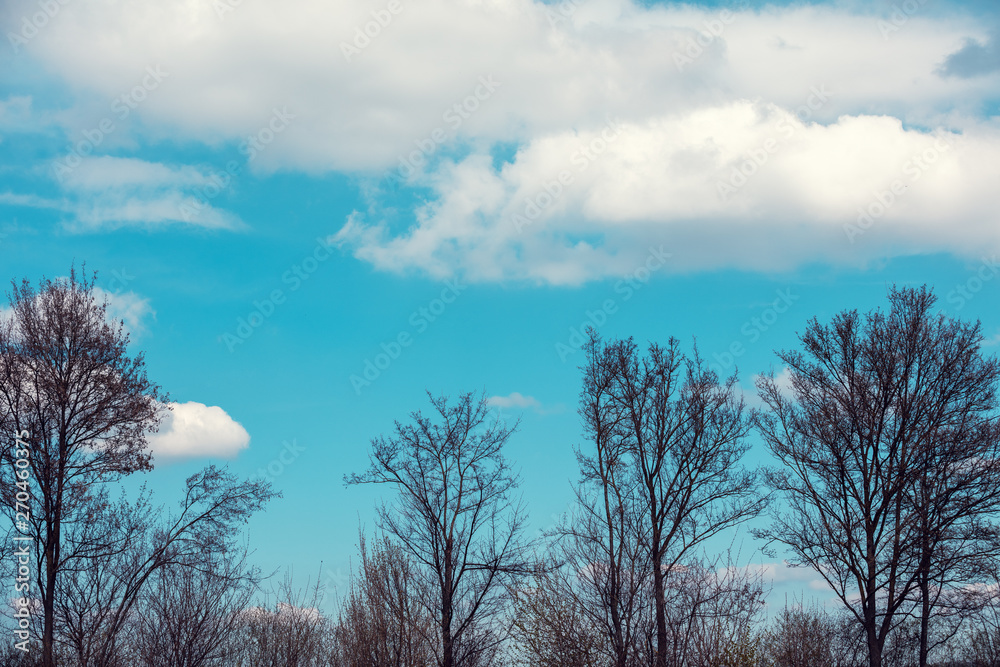 Trees without leaves against a blue sky in early spring Trees without leaves against a blue sky in early spring