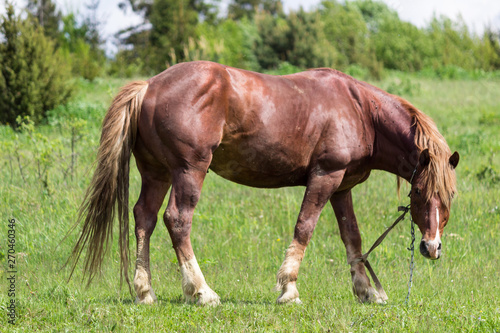 Horse in the field