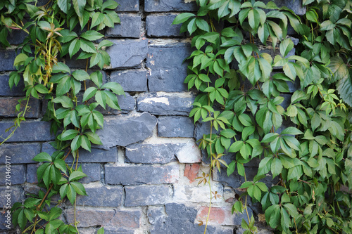 The old brick wall is painted gray in which the wild grapes grow