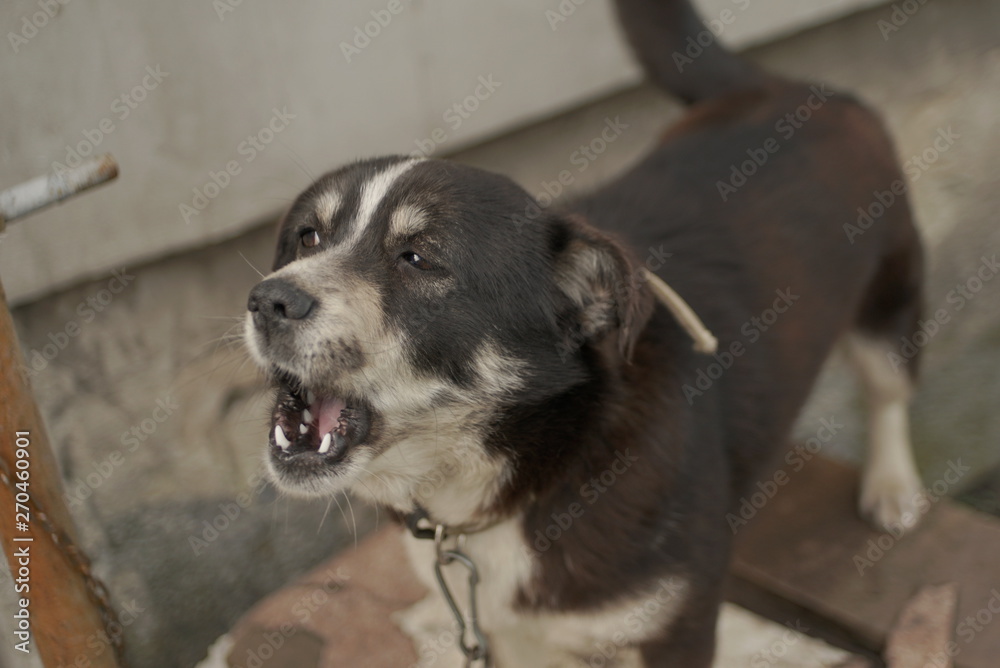 Dog Stands In The Courtyard Tied To The Chain Near The Booth Dog Stands In The Courtyard Tied To The Chain Near The Booth