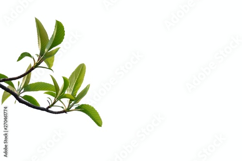 Top view of young elephant apple tree with leaves branches growing in a garden on white isolated background for green foliage backdrop 