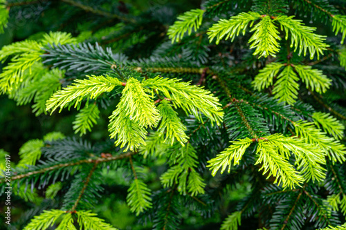 Soft close-up of beautiful bright young needles on dark green branches of coniferous tree fir Abies nordmanniana, Caucasian Fir or Christmas tree in natural day light. Nature concept for design