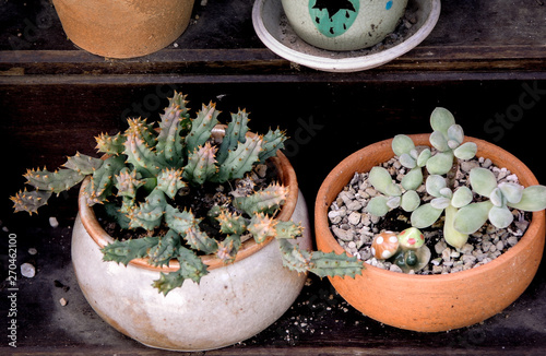 Little cactus in earthenware pot