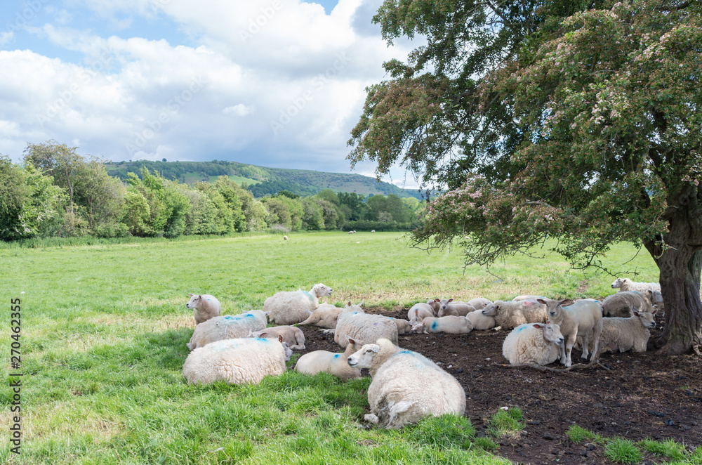 flock of sheep in the mountains, under a tree in a sunny day flock of sheep in the mountains, under a tree in a sunny day