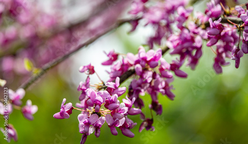 Close-up of purple spring blossom of Eastern Redbud, or Eastern Redbud Cercis canadensis n sunny day. Selective focus. Nature concept for design