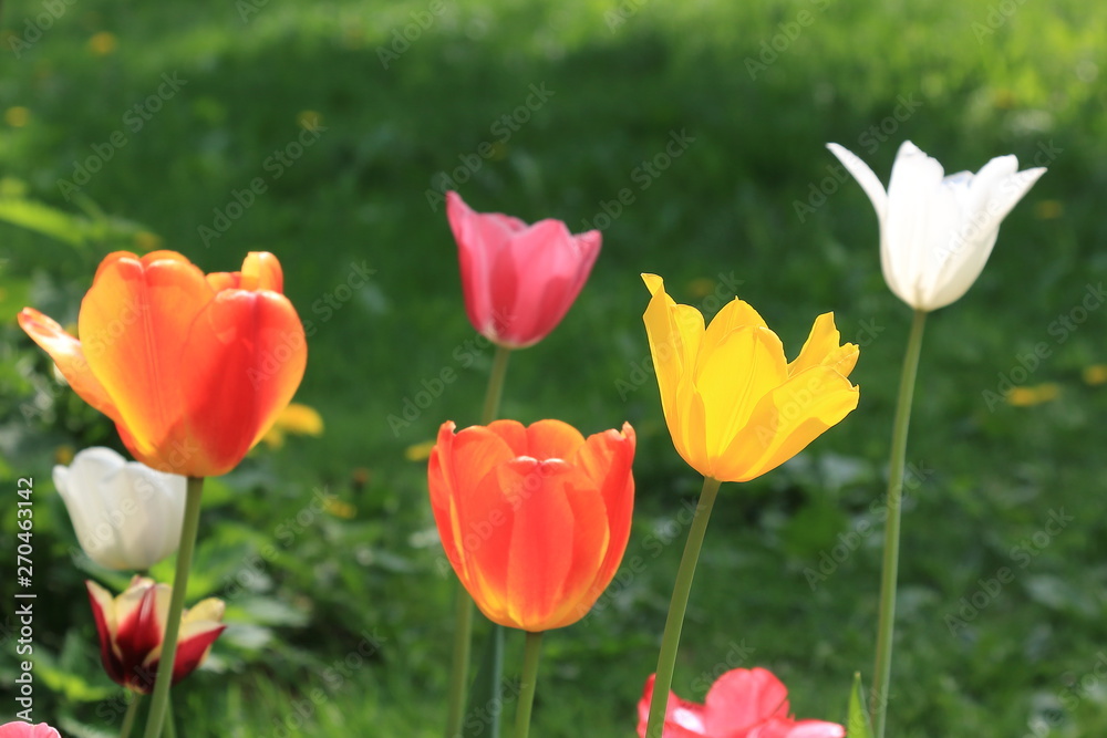 Group of bright spring different color tulips on the background of green grass