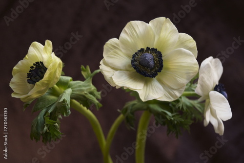 Beautiful flowers - Anemone coronaria  (Poppy Anemone) photo