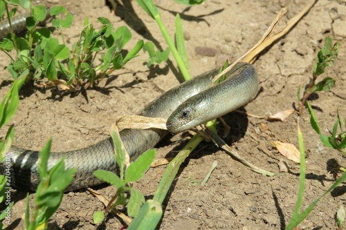 Slow worm (anguis fragilis) on ground, closeup