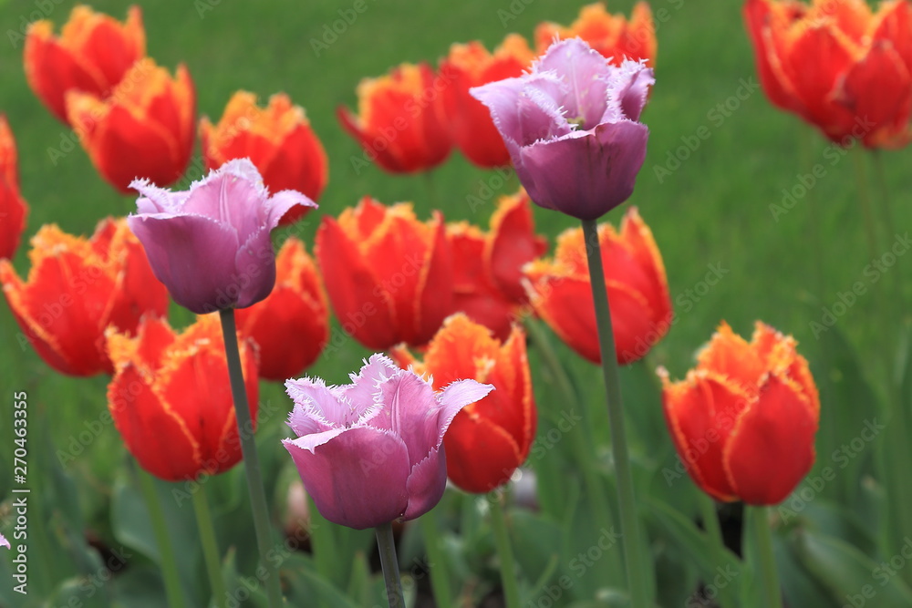 Spring tulips lilac color on a background of red and yellow tulips and green grass Spring tulips lilac color on a background of red and yellow tulips and green grass