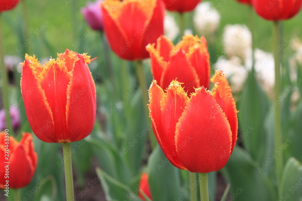 Fototapeta premium Bright red and yellow spring tulips on a colorful background.