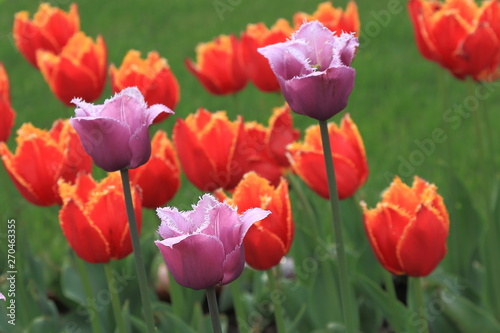 Spring tulips lilac color on a background of red and yellow tulips and green grass