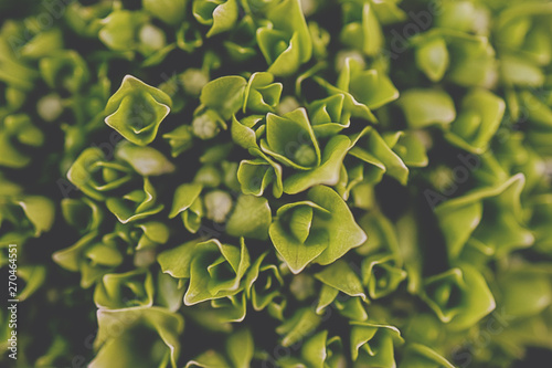 Green leaves close-up natural background photo