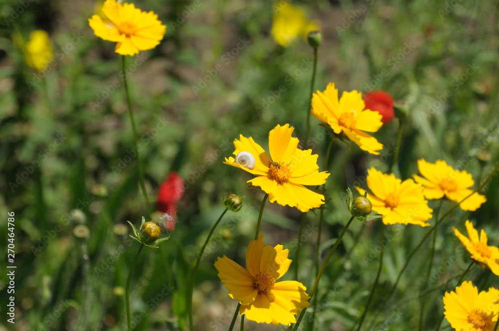 Cosmos sulphureus is also known as sulfur cosmos and yellow cosmos Cosmos sulphureus is also known as sulfur cosmos and yellow cosmos