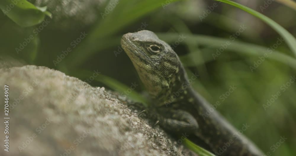 A spiny whorltail iguana native to Cusco A spiny whorltail iguana native to Cusco
