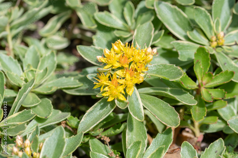 Close up photo of star shaped yellow flowers of Sedum kamtscaticum Close up photo of star shaped yellow flowers of Sedum kamtscaticum