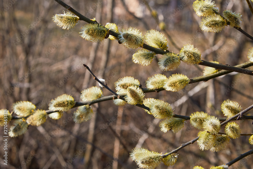 Closeup of a flowering twig of willow. Willow Branch with Catkins. Pussy Willow Closeup of a flowering twig of willow. Willow Branch with Catkins. Pussy Willow