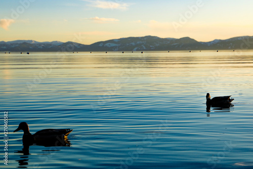 Ducks at dusk on Lake Taho photo