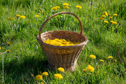 Old fashioned wicker basket with harvested Dandelion flower - Taraxacum officinale - heads for homemade wine making in a field.