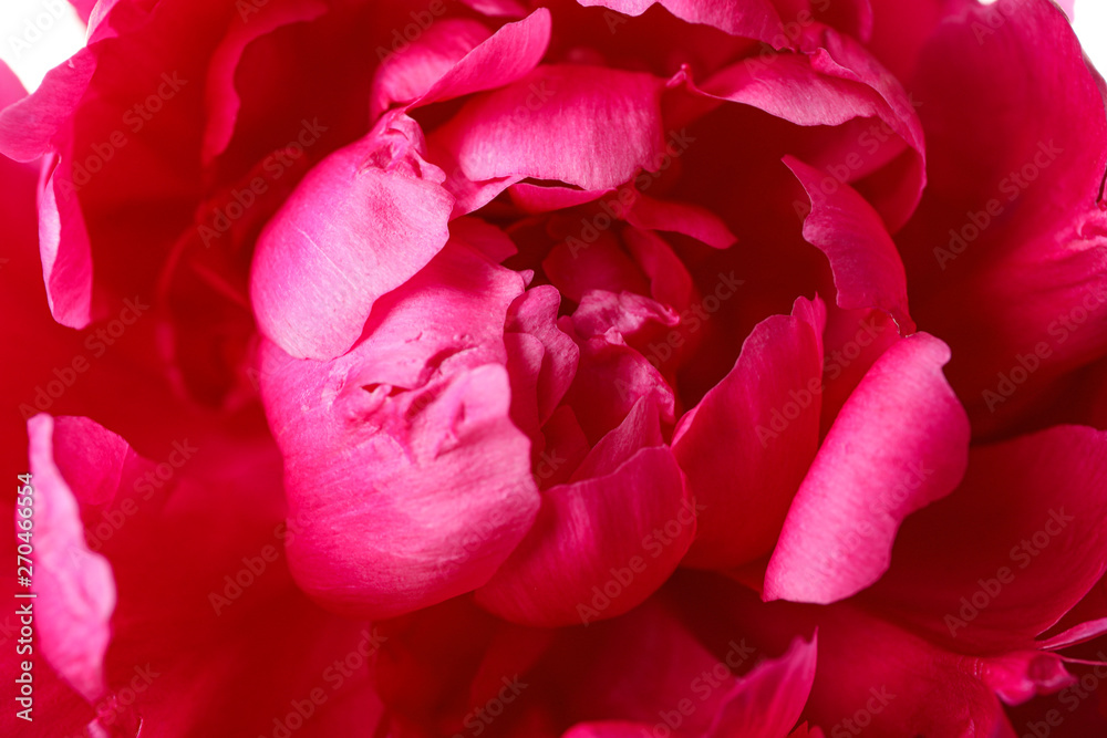 Beautiful pink peony flower as background, closeup Beautiful pink peony flower as background, closeup