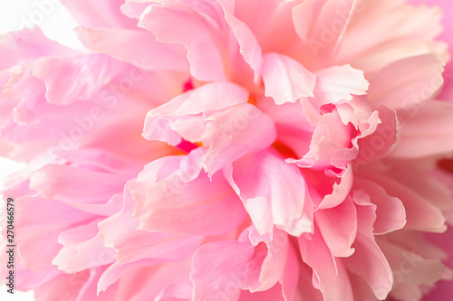 Beautiful pink peony flower as background, closeup © Atlas